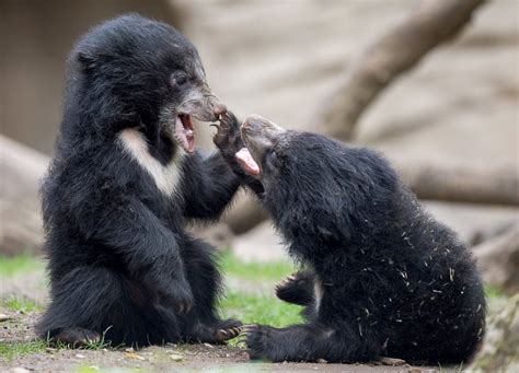 Two Sloth Bear Cubs Share a Laugh Picture | Cutest baby animals from around the world - ABC News