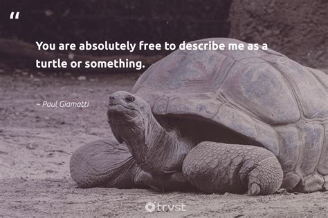 18 Turtle Quotes Inspiring us to Reflect on a Turtle's Way of Life