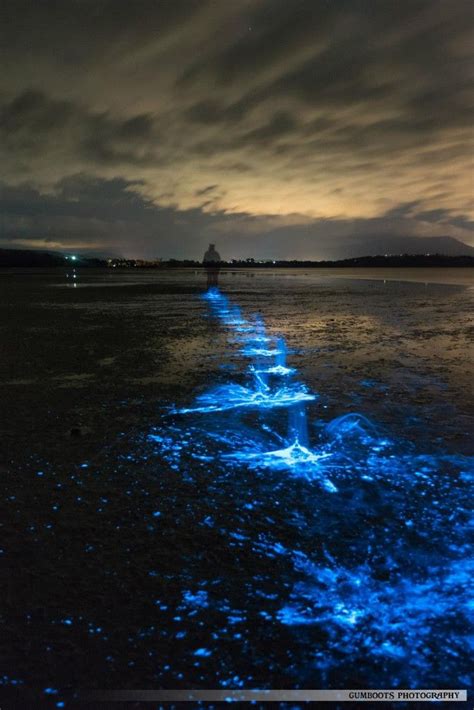 Sea Sparkle -3- by Fiona Walsh | Bioluminescence, Photographer, Natural ...