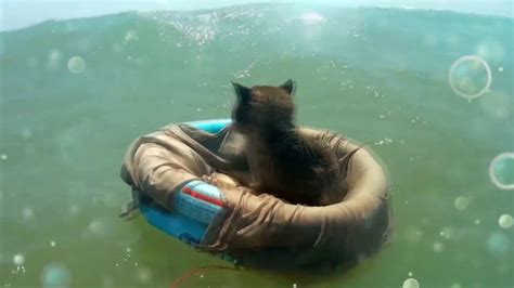 Cats enjoy water - swimming, playing, jumping ^.^ - YouTube