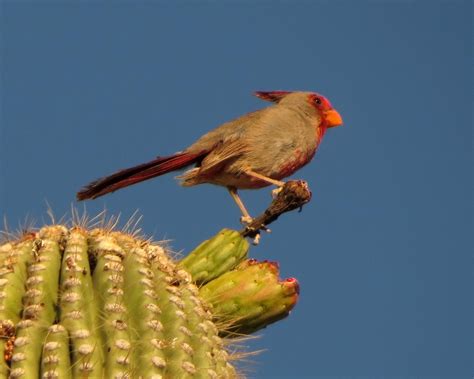 Desert Colors: Birds on Saguaros