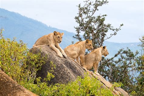 2020 Travel Highlight: The 10 Best Kenya National Parks (with Photos)