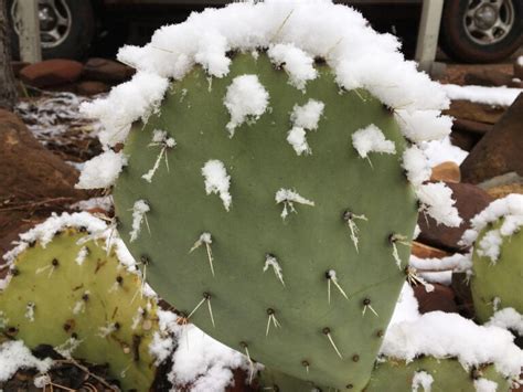 25 Cereus Cactus Types (With Pictures) | House Grail