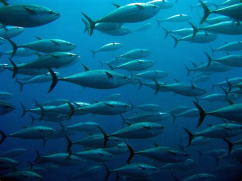 Types of Tuna: A Guide | Vital Choice Blog