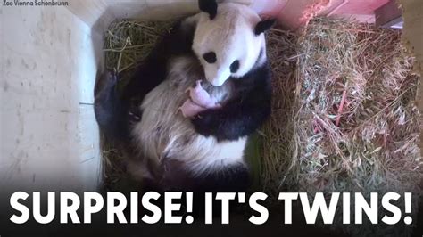 Surprise: Twins! Giant panda gives birth to two cubs in Austria - ABC13 ...