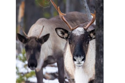 Caribou Conservation Alliance