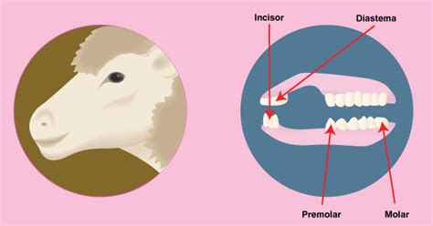 العلوم البيطرية: التسنين في الاغنام و الماعز-sheep&goat dentition