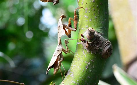 Dead Leaf Mantis - Species Profile & Facts - Insectic