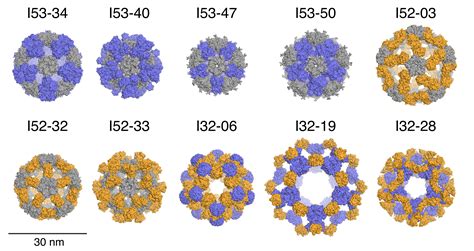 Designed Protein Nanocages Inspired by Nature