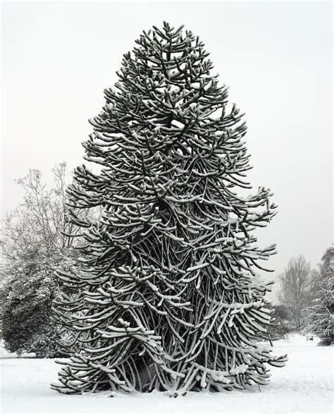 File:Monkey Puzzle Tree in snow at Kew.jpg - Wikimedia Commons