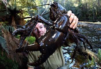 Species of the week: the crayfish | Royal Society of Biology blog