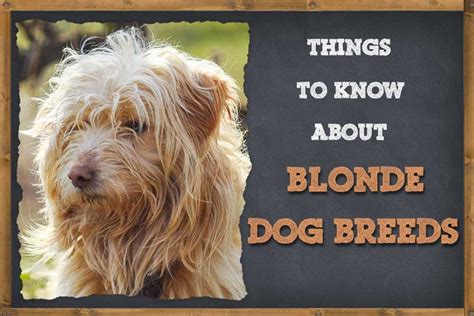 Blonde Dog Breeds: Info, Pictures, & Facts | ZooAwesome