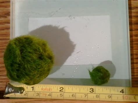 How to Propagate Marimo (Freshwater Algae) - PetHelpful