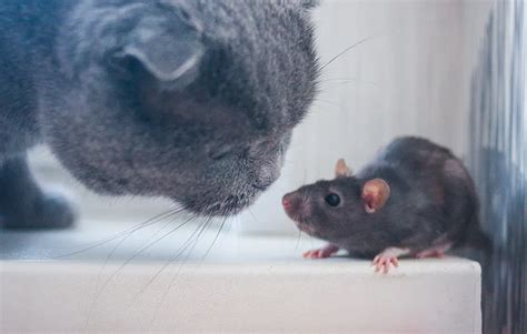 Mouse poisons can kill pets and wildlife