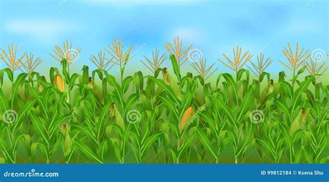 Corn Field Vector Illustration | CartoonDealer.com #97857130