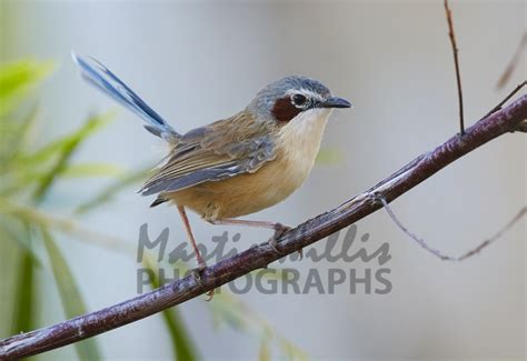 Buy Purple-crowned Fairy-wren -female Image Online - Print & Canvas ...