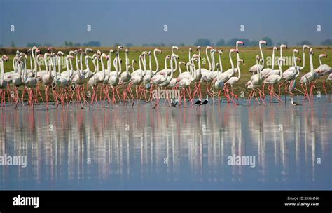 Greater flamingo migration hi-res stock photography and images - Alamy