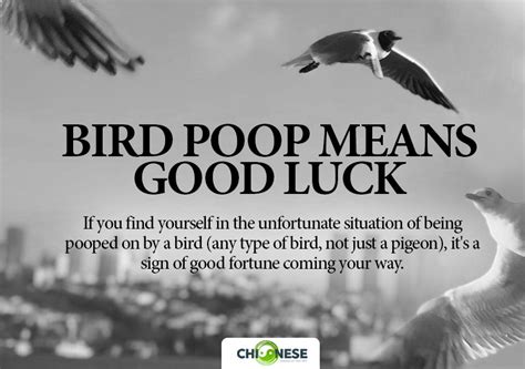 Bird Pooping On You: Is It Good Luck? Spiritual Meaning Explained