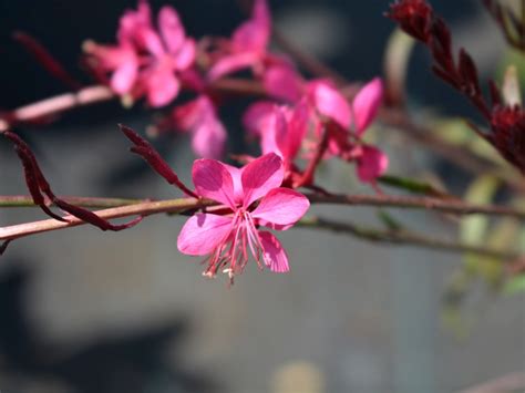 Gaura Perennial Care: Growth Needs Of The Gaura Plant