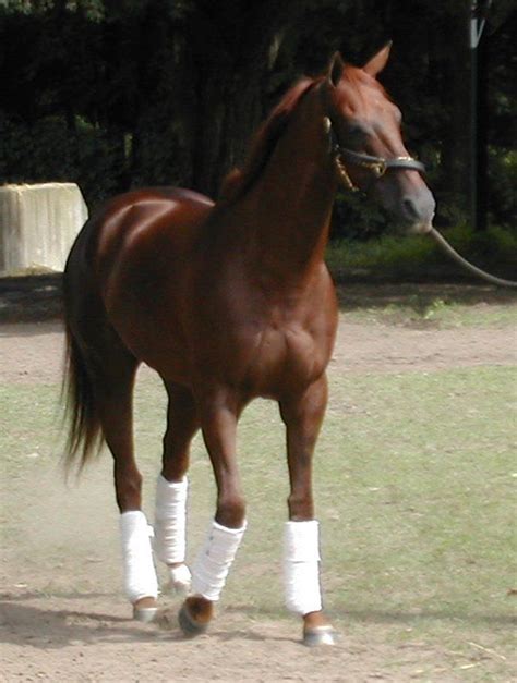 Derby Winner Funny Cide To Lead Turfway’s Spiral Stakes Parade - Horse ...