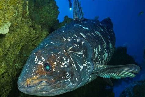 Coelacanth genome surfaces - USF Health NewsUSF Health News