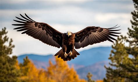 Turkey Vulture Wingspan Vs. Bald Eagle: Comparing Raptor Wingspans ...