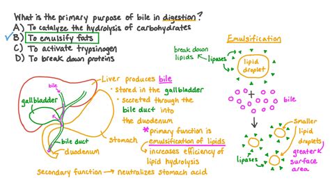 Question Video: Describing the Role of Bile in Intestinal Digestion | Nagwa