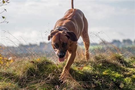 Get Pro-Grade Dog Training For Your Rhodesian Ridgeback Puppy