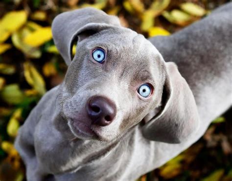 The Weimaraner. What a beautiful blue eyes!! ♥ | Weimaraner puppies ...