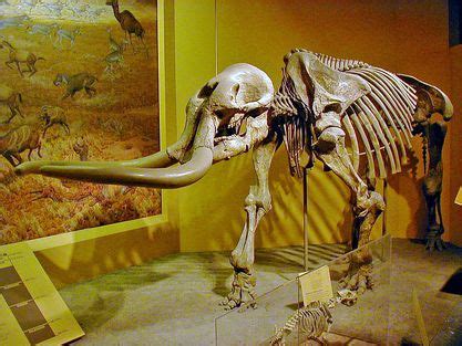 Stegomastodon Facts and Figures