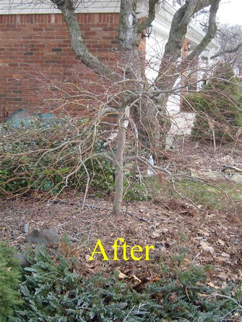 Spring Pruning – Laceleaf Japanese Maple – Livonia, MI @ Tree Service ...