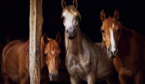 Oldest Breeds of Horse - Helpful Horse Hints