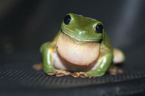 Frog - White's Treefrog Info - Photo 4