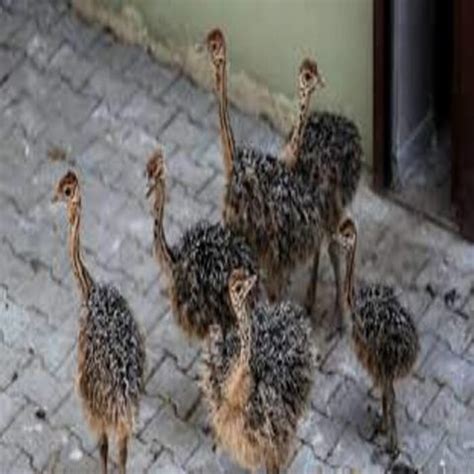 Buy Wholesale United States Ostrich Chicks & Ostrich Chicks at USD 400 ...