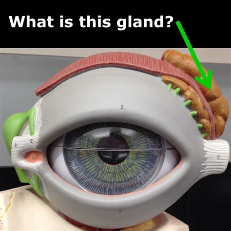 Human Eye Model Labeled