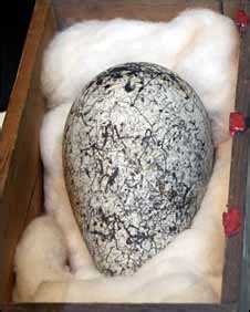 BBC NEWS | UK | England | Merseyside | Extinct bird's egg goes on show