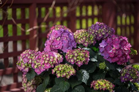 Hydrangea Summer Crush for sale | Shop Stuart's – Stuart's Landscaping ...