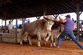 oxen team - Google Search | Animal kindom, Pet birds, Beef cattle