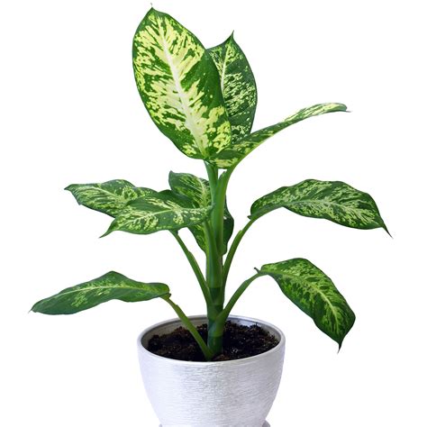 10 Best Houseplants for Low Light - Sunset Magazine