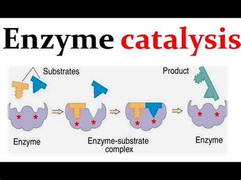 Enzyme catalysis mechanism - YouTube