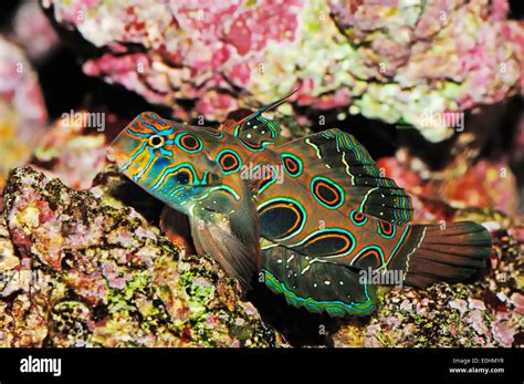 Spotted Mandarin Fish