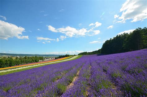 Tomita Farm Photograph by Witoon Mitarnun - Fine Art America