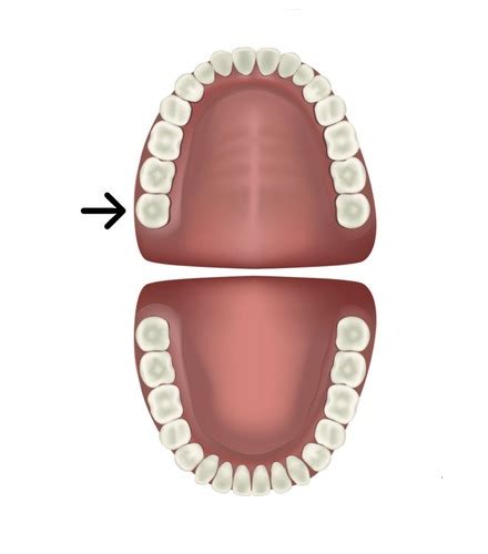 teeth numbering Flashcards | Quizlet