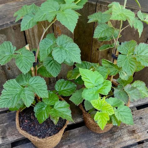 Loganberry 3.7L coir - Kalamunda Plant Company