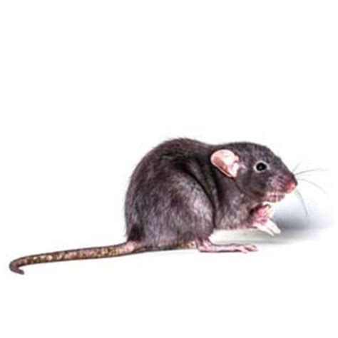 Black Rat Identification & Info