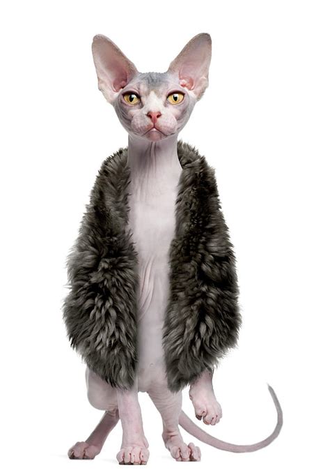 Sphynx Kitten Wearing Fur by Life On White