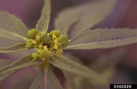 toothed spurge (Euphorbia dentata)