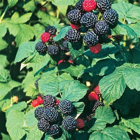 Rubus occidentalis 'Bristol Black' | Raspberry | Ebert's Greenhouse