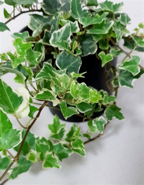 How To Grow Hedera Helix