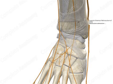 Superior Extensor Retinaculum of Ankle | Complete Anatomy